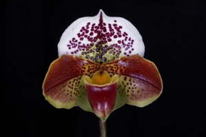 Paphiopedilum Memoria Raymond Burr Xico's AM/AOS 80 pts.